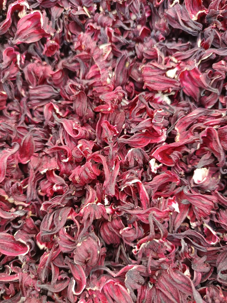 HIBISCUS FLOWER