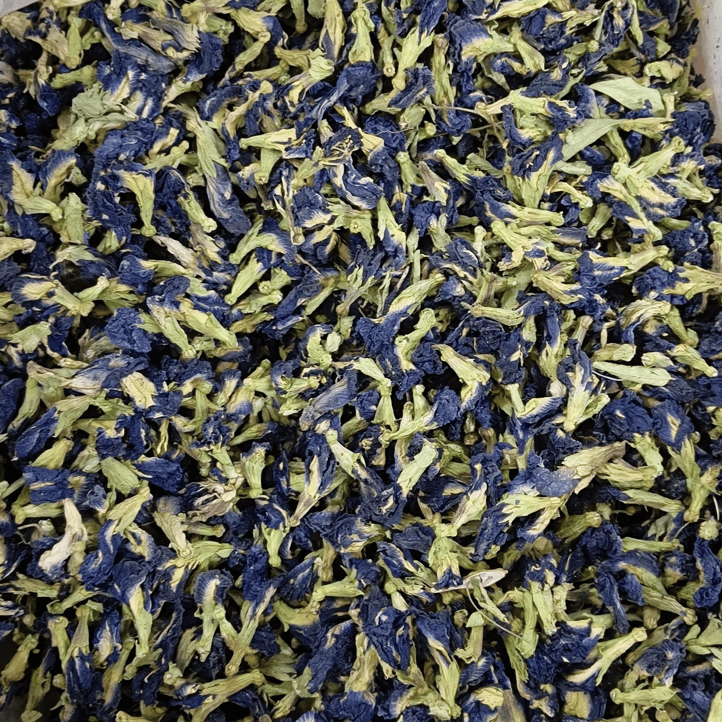 BUTTERFLY BLUE PEA