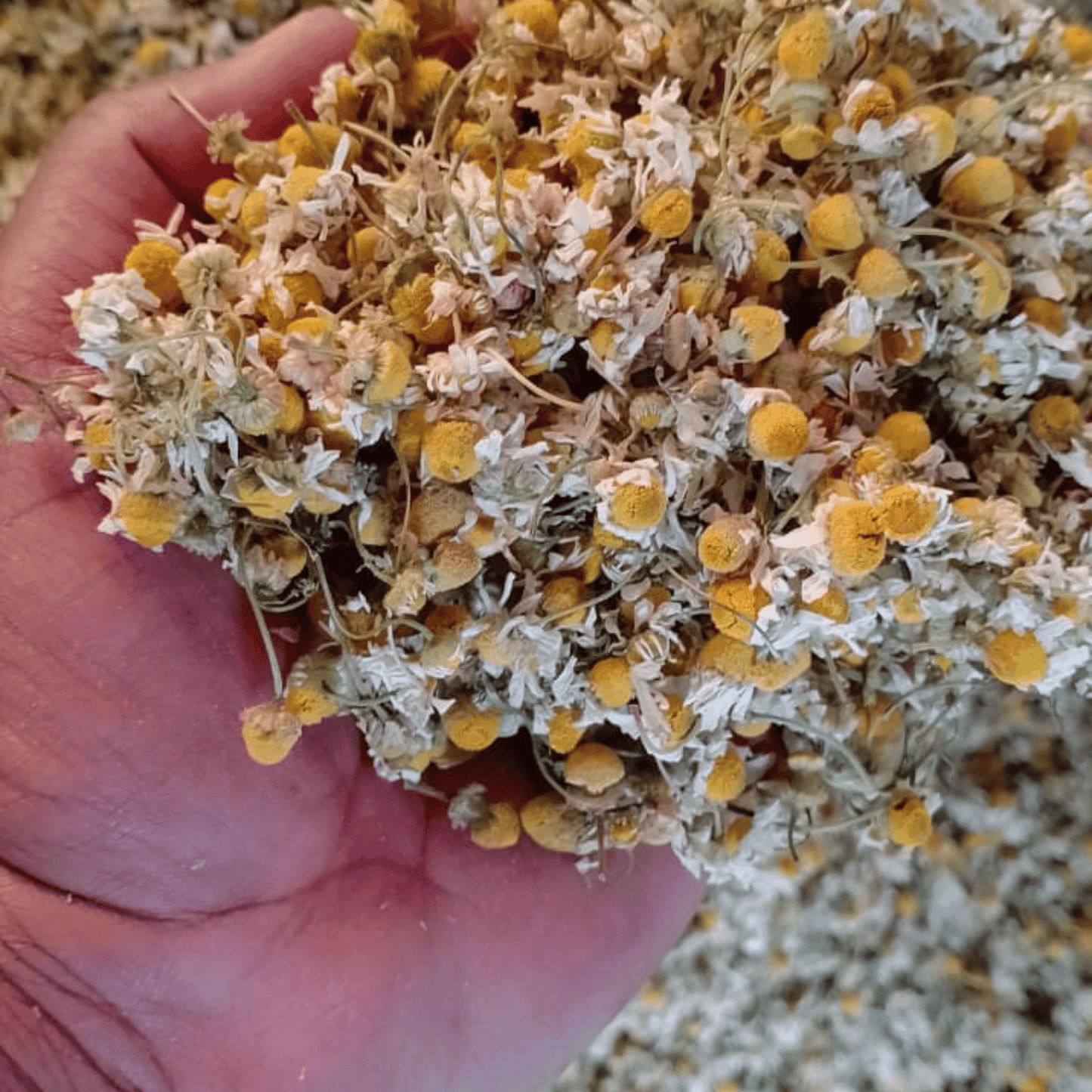 CHAMOMILE FLOWER